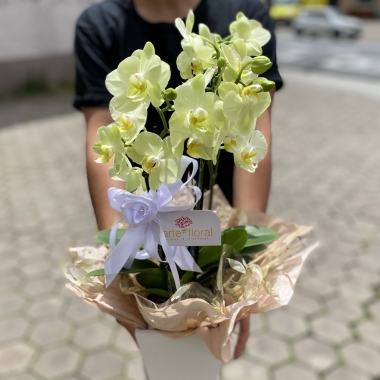 Mini Orquídea 