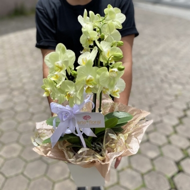 Mini Orquídea 