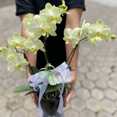 Mini Orquídea na Cerâmica