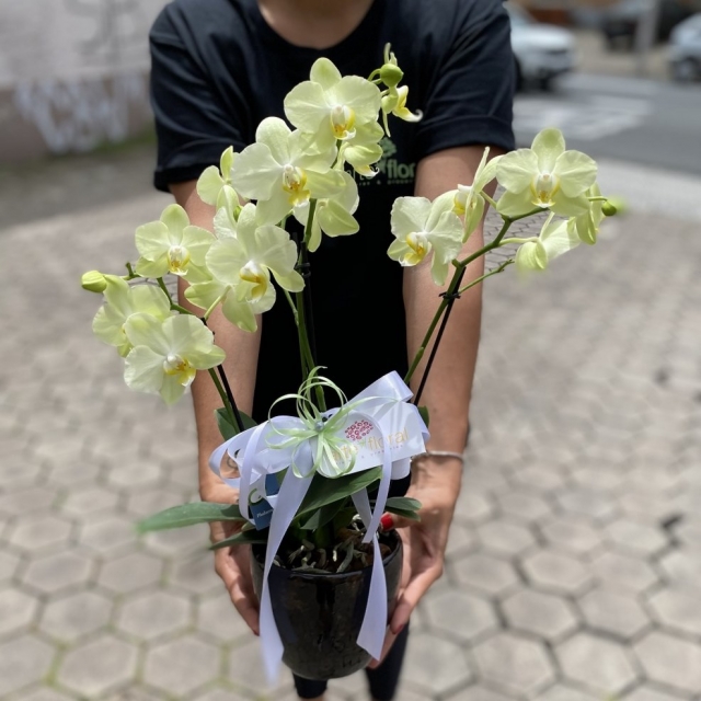 Mini Orquídea na Cerâmica