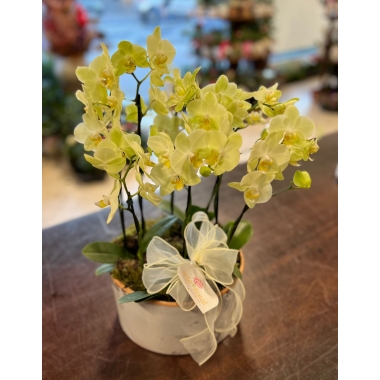 Orquídea mini no vaso de cerâmica