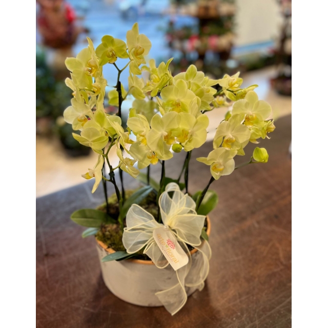 Orquídea mini no vaso de cerâmica