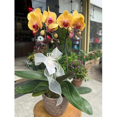 Phalaenopsis amarela 02 hastes na Cerâmica