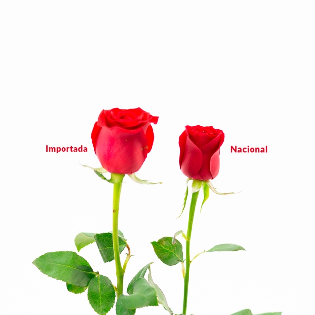 Buquê 24 Rosas Importadas com Alstroeméria